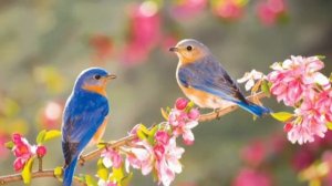 Яна Иванова - Закат (заявка на Калину Красную 2020)