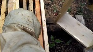 Составная нуклеусная рамка, половинка 145. Отстройка в гнезде.