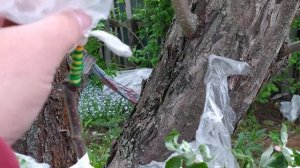 Прививка  старой яблони