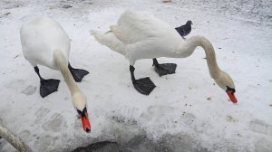 Балтийск_Лебеди_06.01.2025