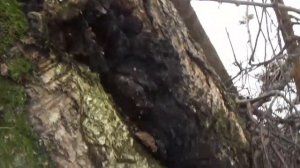 Подработка в лесу на Чаге. Альтернативный заработок. Реальный опыт.