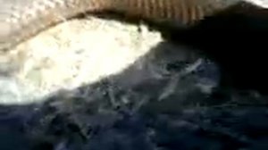 красная гадюка 2.5 м г.Шепетовка с.Красный цвет