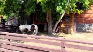 Освежающий душ в вольере миниатюрных американских лошадей