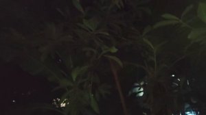 Тропический сад на ЖД вокзале г.Анапа