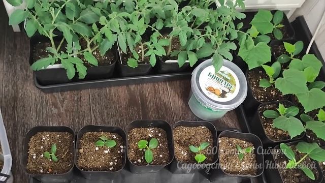 РАССАДА ТОЛСТЕЕТ НА ГЛАЗАХ И КОРНИ ПРУТ КАК БЕШЕНЫЕ! РАССАДА КРЕПКАЯ КОРЕНАСТАЯ и не ВЫТЯГИВАЕТСЯ
