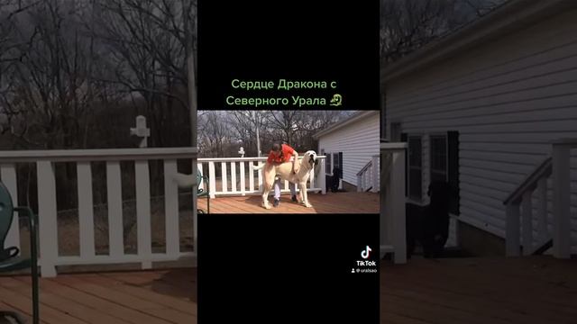 Дракон с Северного Урала