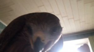 Наташа, вставай!!! Мы всё уронили!!-2