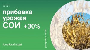 Репортаж с полей. Прибавка урожая сои 30% в Алтайском крае