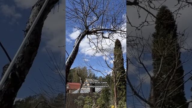 Формирование яблони. Первый сезон. Часть 1
