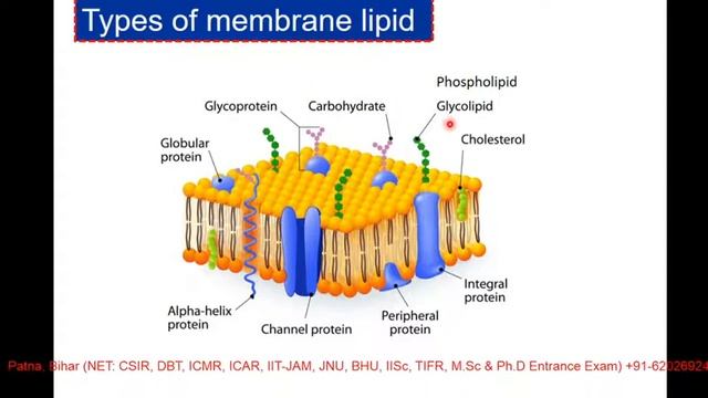 Membrane Fluidity | Role of Cholesterol | CSIR NET LIFE SCIENCE
