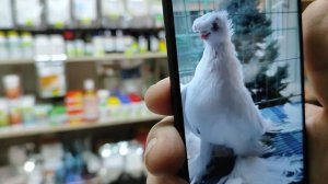 14.01.2025г Голуби Александр из Ташкента 👍