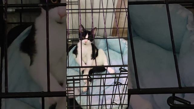 Изящный, как Арамис, котёнок ищет дом! 🤗