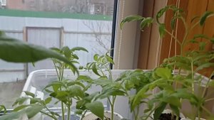 Томаты чахнут, листья отваливаются что делать