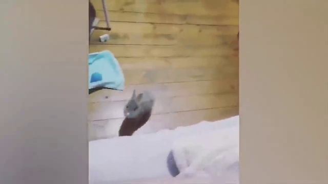 смешные видео