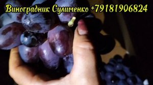 Богатырь- супер ягода-гигант!