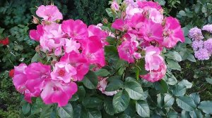 Окки ди Фата Occhi di Fata  Enrico Barni Италия, 2004