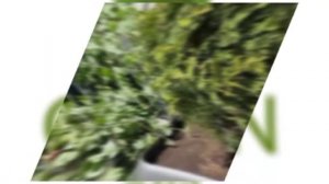 Озеленение веранды ресторана Torro grill ул. Лесная, 5, г. Москва