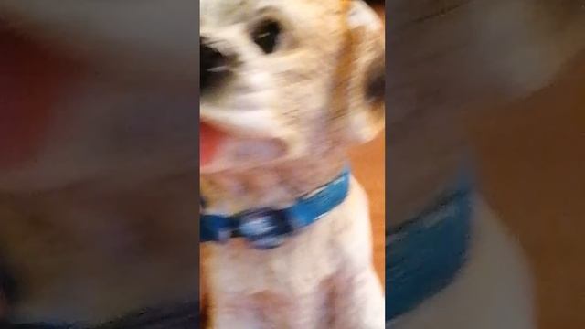 Пожалуйста если ты хочешь чтобы я показала свое лицо Но тогда лайк или подписка#@ смотреть онлайн