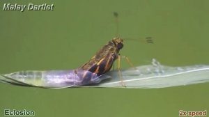 A Malay Dartlet emerges from its pupal case