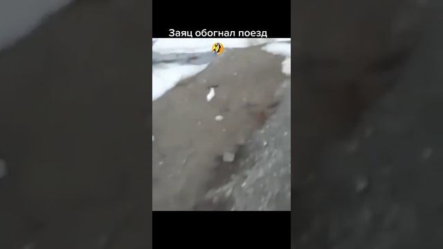 турбо заяц быстрее всех