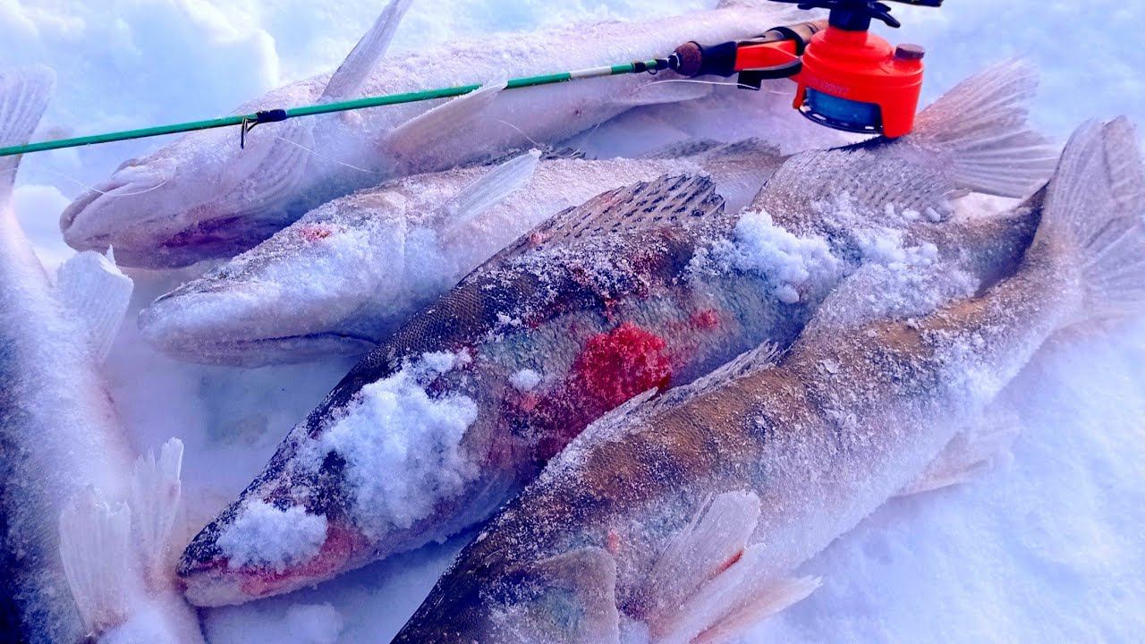 КТО СКАЗАЛ ЧТО У СУДАКА ГЛУХОЗИМЬЕ! РЫБАЛКА НА СУДАКА 2024! СУДАК КЛЮЁТ В КАЖДОЙ ЛУНКЕ!#рыбалка смотреть онлайн