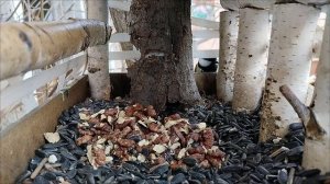 Выбираем орех