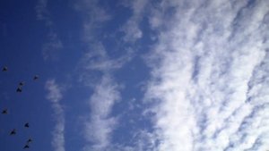 Бойные голуби КАЗАХСТАНА. по немногу набирают тягу.