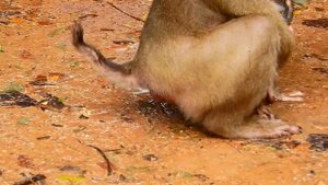 Millions Broken Heart Newborn Baby Monkey He Crying In the Rainfall baby Very Cool He Need Hug Mom