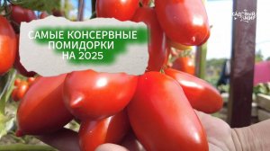 САМЫЕ КОНСЕРВНЫЕ ПОМИДОРКИ - ЗАБИРАЙТЕ ДЛЯ ПОСЕВА НА 2025 ГОД. ЛУЧШИЕ ТОМАТЫ ДЛЯ ЗАГОТОВОК!