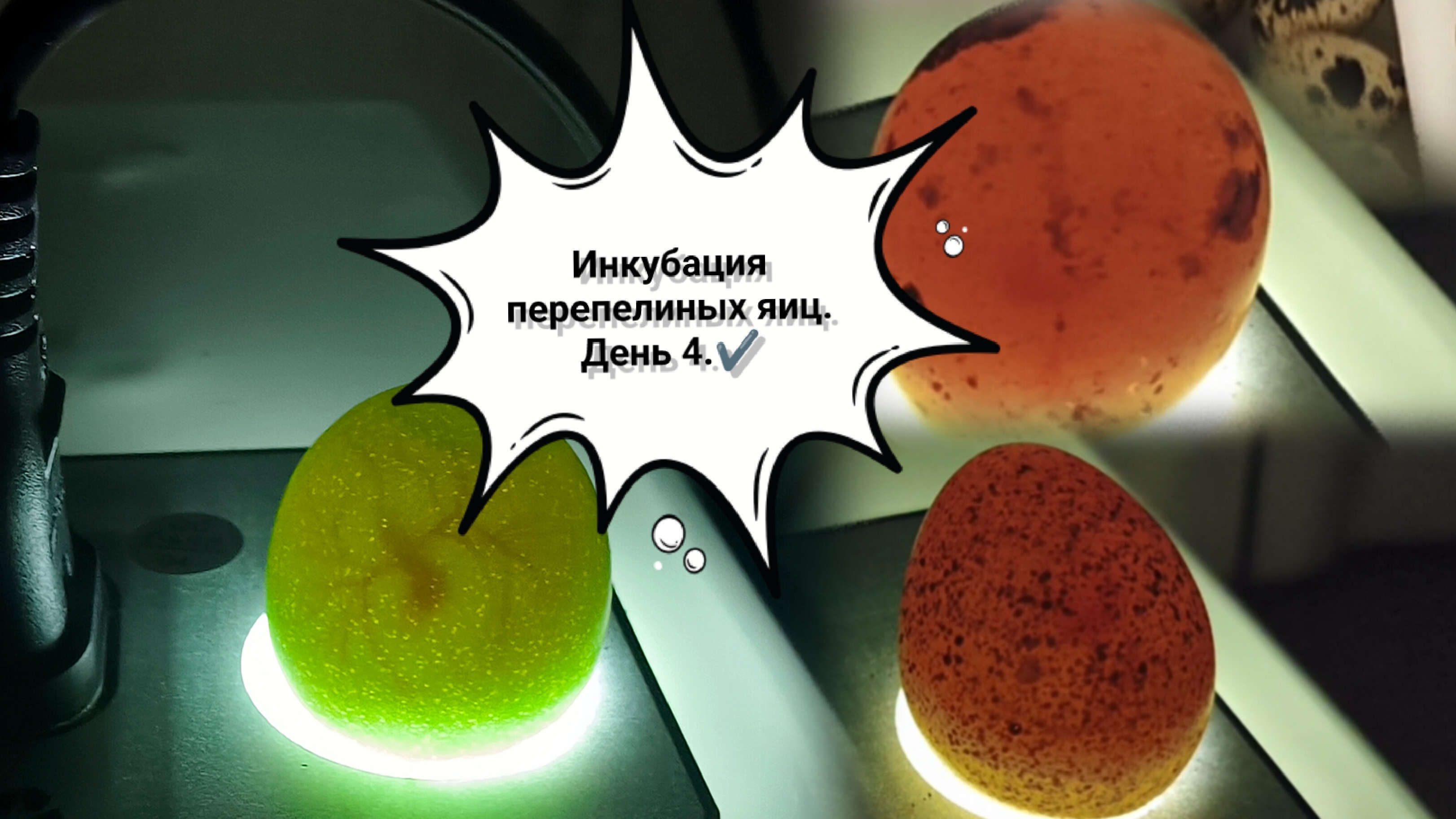 Овоскопирование яиц.Этапы развития перепелов
