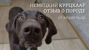 Курцхаар. Собака активного человека. Компаньон охотника. Немецкая короткошерстная легавая. Отзыв