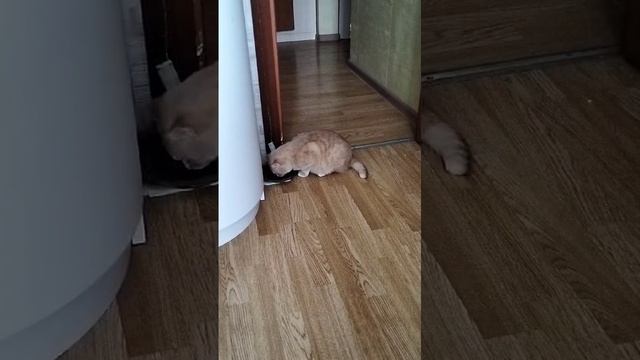 Наглая Мурка ест из миски Мурзика. А он терпеливо ждёт 😊