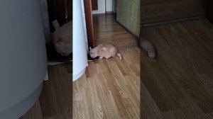 Наглая Мурка ест из миски Мурзика. А он терпеливо ждёт 😊