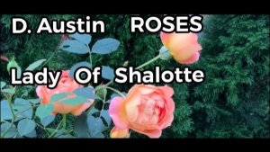 🌹Роза ‘Леди Оф Шалотт’. Неуемная жажда жизни едва не погибшей розы🙂