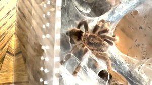 Meet the Heroes! The Avicularia Minatrix is Madam Meticulous! She is a kind and peace loving hero.