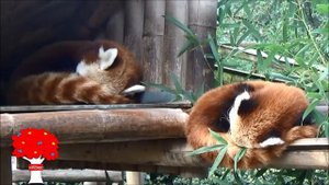 Красная панда. Очарование восточных лесов