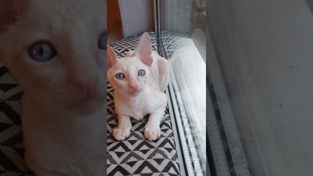 #родословная#Доставка#spb #pet#cornishrex #кошка#корнишрекс#pitercat #cornicheСornishRex kittens