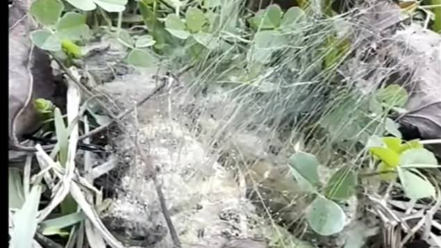 Инопланетяне НЛО Дроны UAP, FOG, Пожары в Лос-Анджелесе химический туман над Европой и Америкой смотреть онлайн