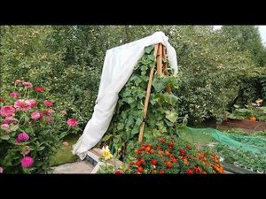 Вертикальная опора для огурцов.