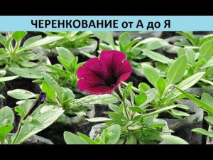 Черенкование от А до Я.