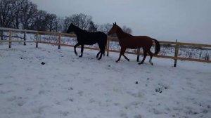 Наши лошади бегают по снегу