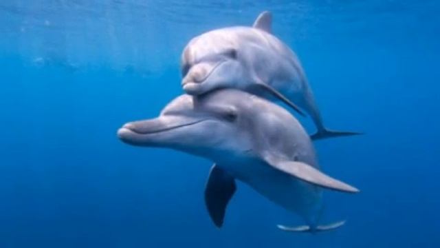 Посвящается дельфинам. Покаяние смотреть онлайн