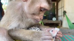 Adorable Zueii Checks The Length Of Kitty Nails, Monkey Grooming