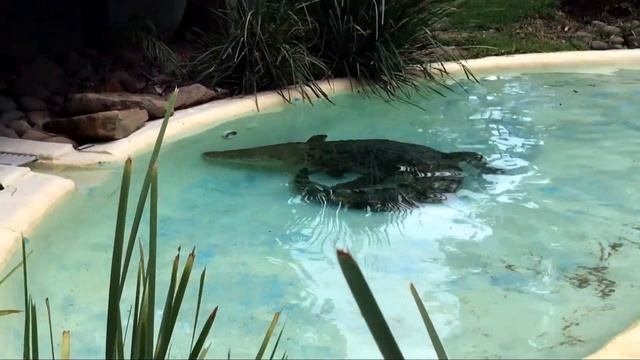Saltwater Crocodile