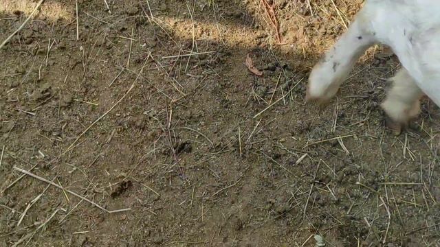 Какие же козы молодцы.Потеряли козлёнка.Еле выдержала в больнице смотреть онлайн