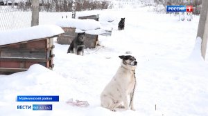 Проблема бездомных собак