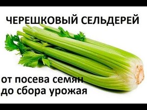 Черешковый сельдерей от посева семян до сбора урожая.