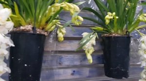 Орхидея Цимбидиум Айс Каскад