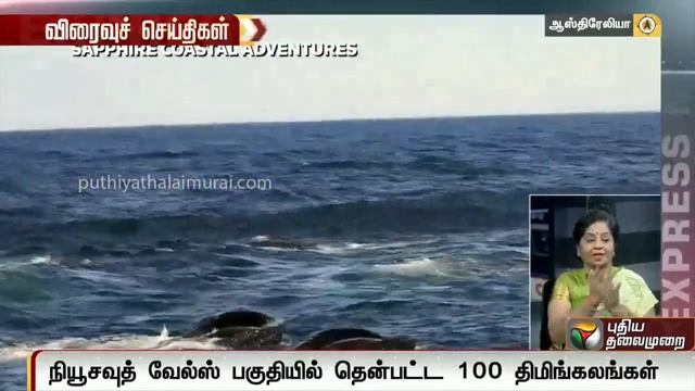 நியூசவுத் வேல்ஸ் பகுதியில் தென்பட்ட 100 திமிங்கலங்கள் | Blue Whale