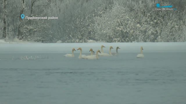 Лебеди-кликуны в Приозерске, ночная трапеза лося и причины зимнего похудения секачей